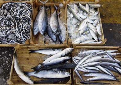 Россельхознадзор частично ограничит ввоз рыбы из Китая